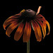 Judith Turner Photo 35