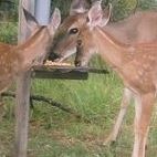 Michele Chaffin Photo 3