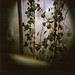 Diana Vines Photo 6