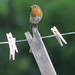Robin Line Photo 9