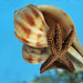 Joni Root Photo 6