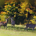 Autumn Deer Photo 9