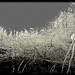 Lithia Mills Photo 6