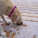 Holly Petersen Photo 37