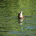Bob Mallard Photo 8