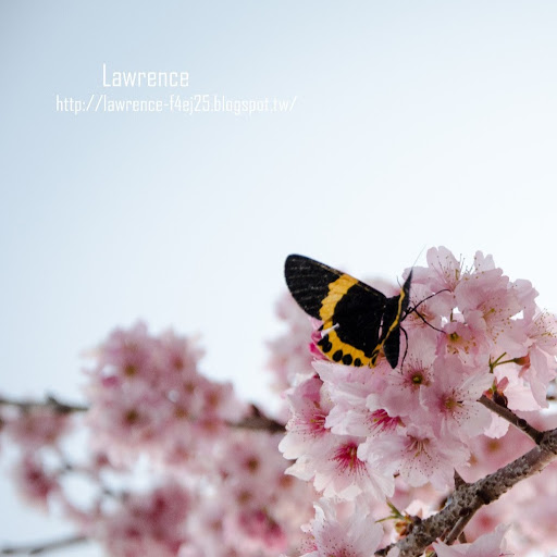 Lawrence Chen Photo 31