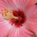 Arlene Flowers Photo 7