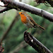 Robin Rains Photo 14