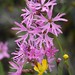Robin Meadows Photo 15