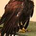 Kent Harris Photo 32