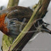 Robin Howlett Photo 12