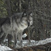 Sean Wiley Photo 33