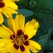 Susan Bruns Photo 33
