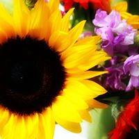 Dawn Snyder Photo 22
