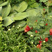 Marguerite Sutton Photo 12