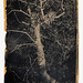 Robert Adamson Photo 19