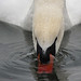 Lynda Swan Photo 17