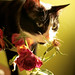 Rose Garrison Photo 19