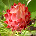 Rex Flowers Photo 11