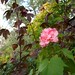Rose Shields Photo 21