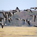 Michael Brant Photo 38