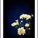 Linda Flores Photo 32