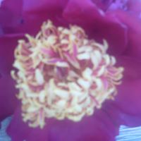 Barbara Bean Photo 20
