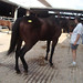 Debbie Gallo Photo 18