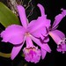 Ruby Forbes Photo 8