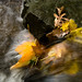 Maple Allen Photo 3
