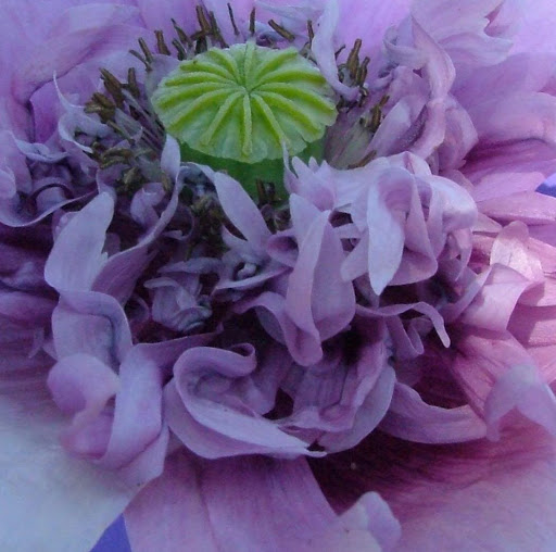 Alice Arnold Photo 39