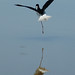 Don Ulrich Photo 18