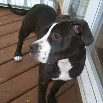 Shannon Fowler Photo 3