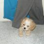 Sharon Schafer Photo 22