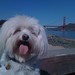 Willie Bridges Photo 18