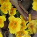 Ann Hahn Photo 19