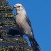 Jay Wolf Photo 24