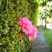 Sara Colvin Photo 7