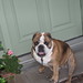 Reggie English Photo 16