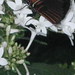 Fredrick Flowers Photo 12