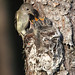 Robin Dryden Photo 7