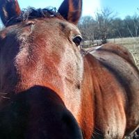 Elizabeth Chism Photo 7
