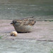 Deborah Sparrow Photo 11