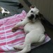 Archie Henderson Photo 7