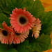 Diane Freeze Photo 11