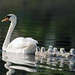 Ronald Swan Photo 23