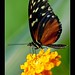 Keith Devries Photo 26