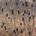 Johnny Combs Photo 31