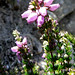 Erica Bell Photo 22