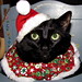Joy Stevenson Photo 31
